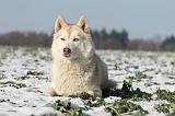 SIBERIAN HUSKY 233